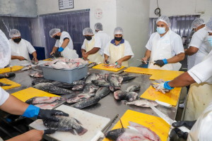 MAG and CENDEPESCA inspect Tilapia farms to contribute to food security