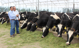 Eastern cattle ranchers receive seeds and forage plants to prevent effects of rains