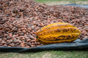 56,000 quintals of cocoa produced by El Salvador in the last 4 years