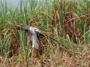 Favorable opinion issued to approve the contribution to be made by sugarcane growers