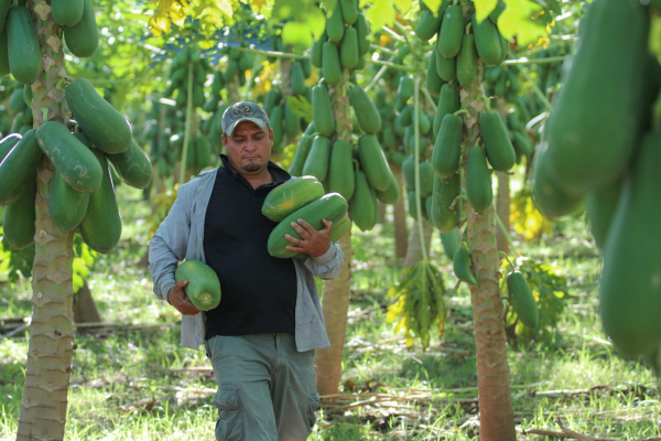 Productor de Jiquilisco diversifica sus parcelas frutales y hortalizas