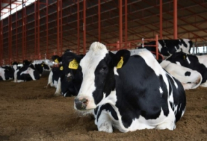 Buscan crear Ley para mejorar la comercialización de productos derivados del ganado