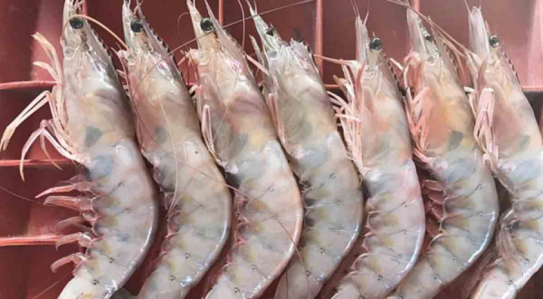 CENDEPESCA will apply fines of up to US$18,250 to those who violate the shrimp veda