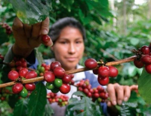 Coffee growers will receive inputs to boost coffee harvest 2022