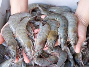 Veda de camarón no afectará los precios de productos marinos