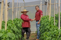 Sembrando Vida Plan increases the country's agricultural productivity