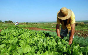 Países de América Latina y el Caribe buscan mejorar sus sistemas agroalimentarios