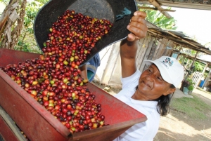 PROCAGICA provides growth opportunities for women coffee growers in El Salvador