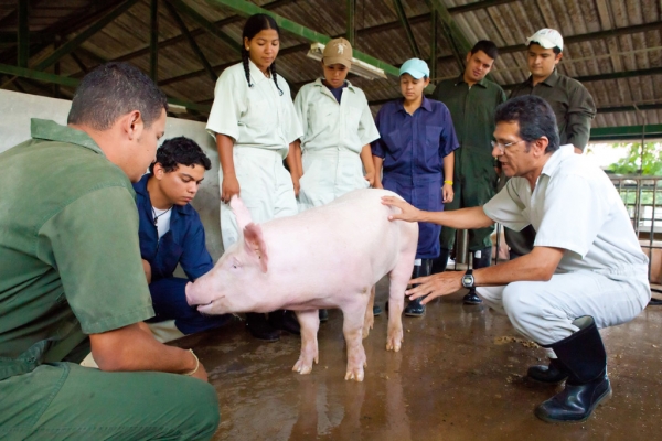 Porcicultores salvadoreños atenderán 100% la demanda nacional