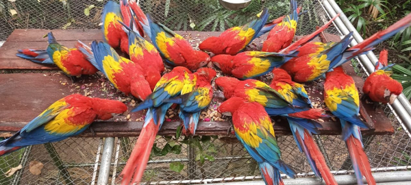Liberan 22 pichones de guacamaya roja en la Reserva de la Biósfera Maya (RBM)