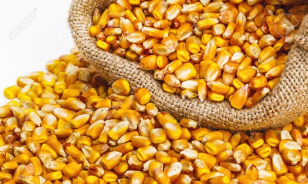 Corn production exceeds 17 million quintals projected for 2023