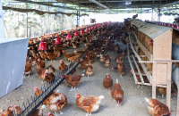 Diaspora to invest US$500,000 in poultry sector