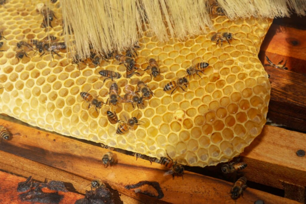 Innovación en quipo de extracción de miel generan impacto en la comercialización de este producto