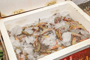 MAG establishes marine shrimp ban from october 1 to november 15