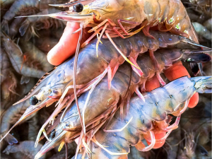 MAG decrees marine shrimp closure from may 2 to may 31, 2022