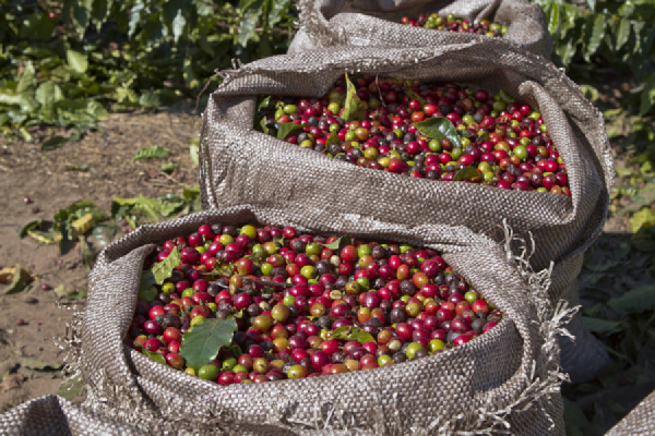 MAG makes available 20 digital maps for coffee growers