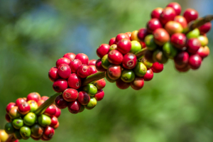 MAG to deliver inputs to producers for the recovery of the coffee sector