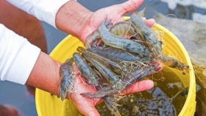 National marine shrimp ban for 30 days according to MAG