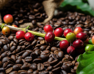 Precio internacional del quintal de café Arábica aumentó ubicándose a US$159